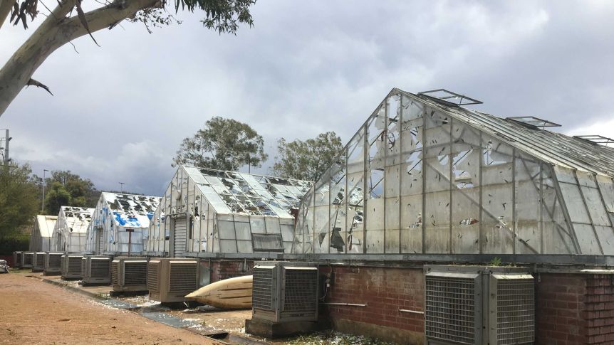 Picture of CSIRO glasshouses destroyed by hail.