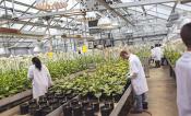 Researchers work in the greenhouse