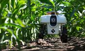 TerraSentia robot sits in front a corn field.