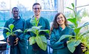 Three scientists hold plants that are unmodified, have one modification, and that have two modifications.