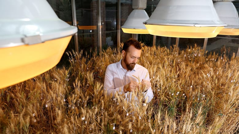 Man studying wheat