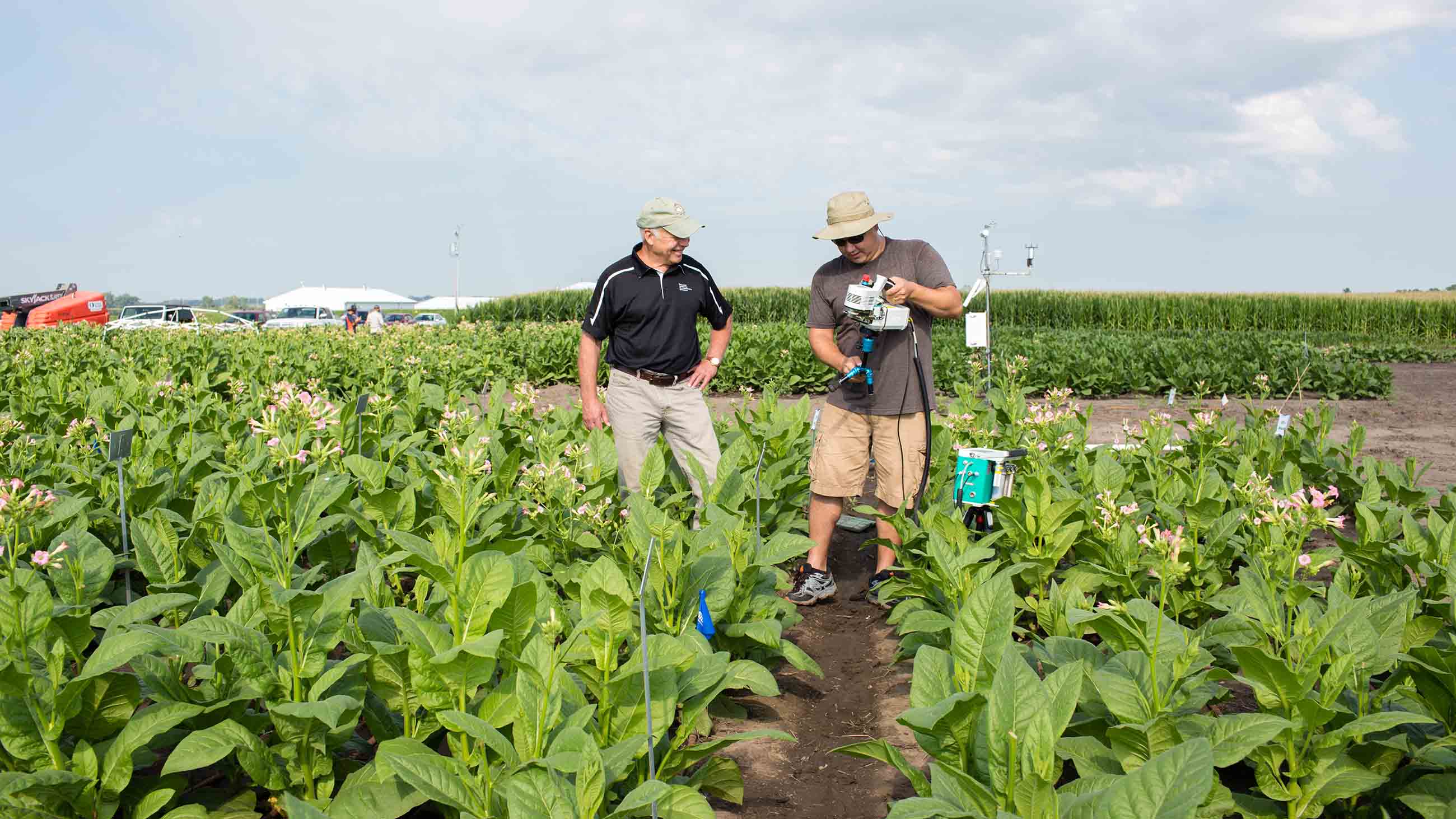 Don Ort and Paul South stand in tobacco field trial.