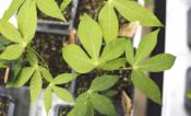 Cassava seedlings grow in a black seed tray.