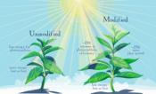 Illustration of modified and non-modified plants.