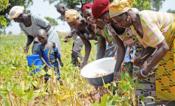 A project begun nearly 15 years ago is finally coming to fruition, as Nigeria is poised to become the first country to release a genetically modified variety of insect-resistant cowpeas to farmers.  “The cowpea growers have been very supportive. They like the GM crop. They have seen it perform and they are ready to grow it," Issoufou Kollo Abdourhamane, the project's manager at the African Agricultural Technology Foundation (AATF), told me.  Cowpeas, known as black-eyed peas in the United States, are a key 