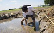 A researcher works in the rice paddy.