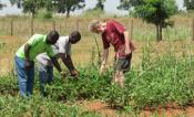 TJ Higgins working with cowpea breeders in Africa