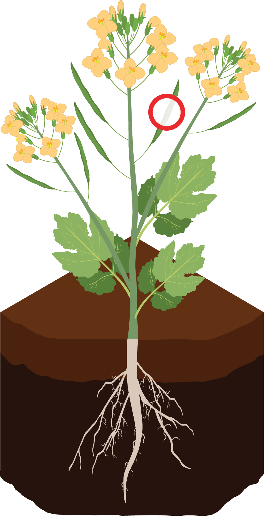 Illustration of a plant.