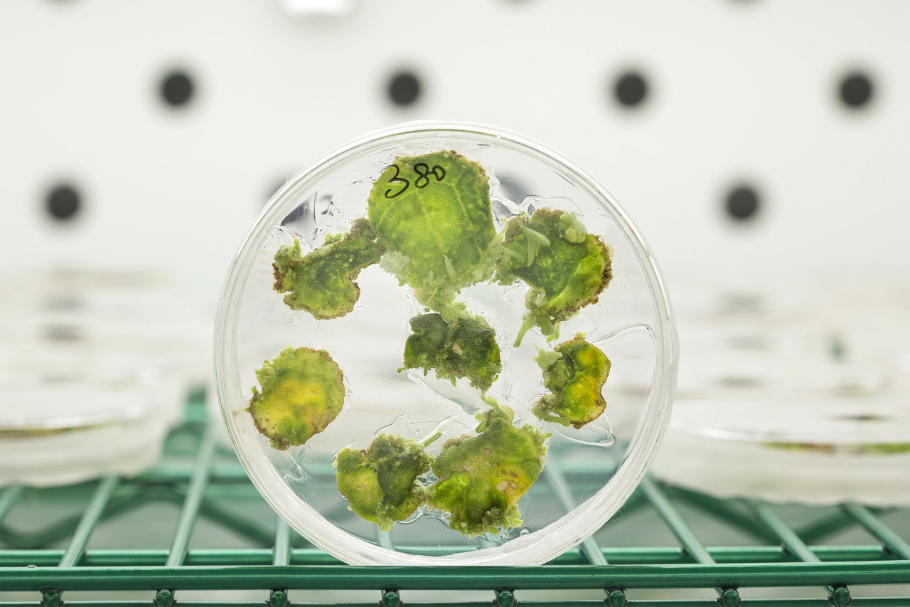 Petri dish filled with engineered tobacco