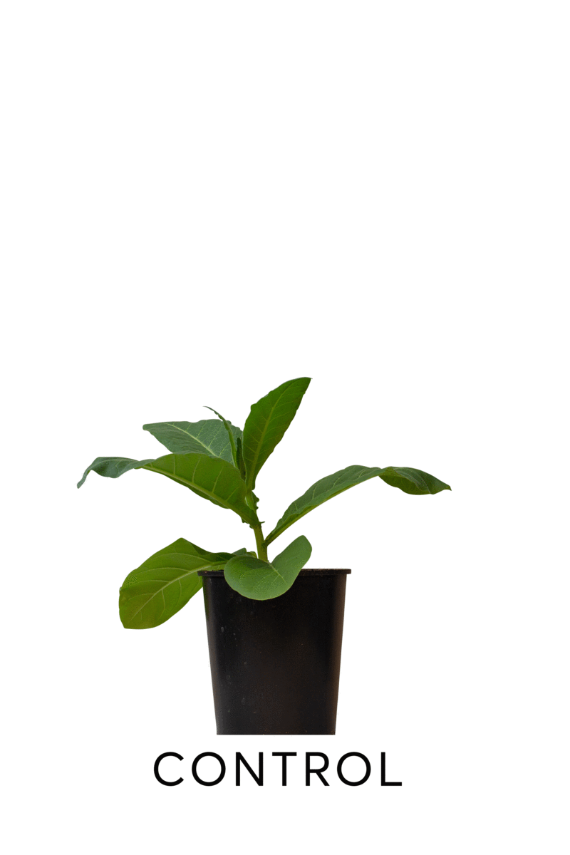 GIF illustrates the difference in size between plants with no changes, one modification, or two.