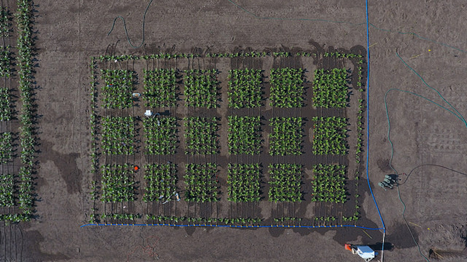 2017 field trial