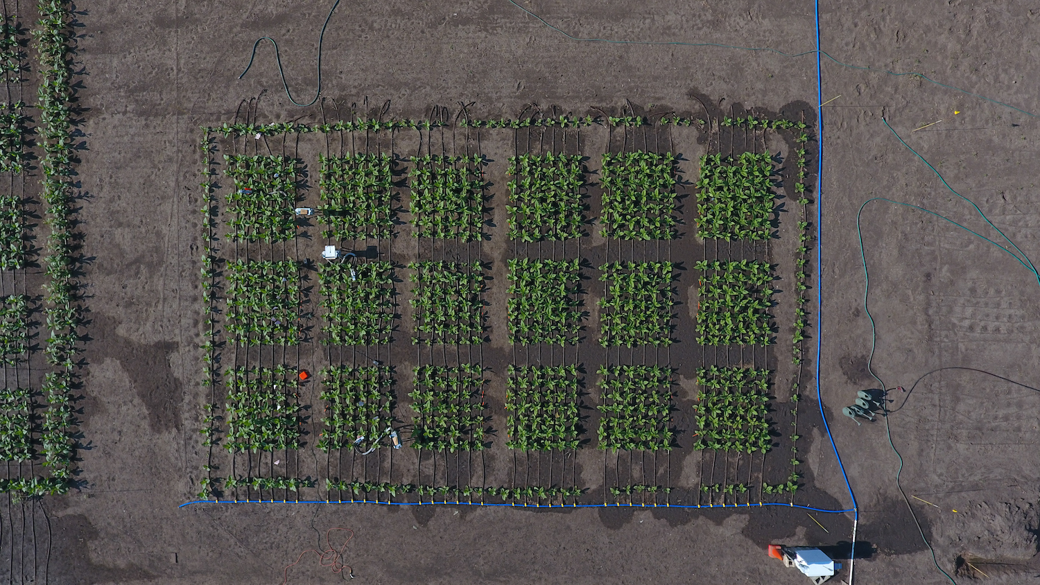 2017 essex field trials aerial