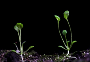 Plant