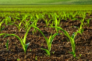 Corn Crop