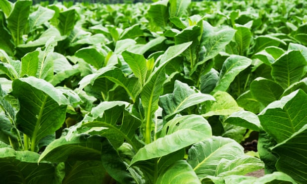 crops