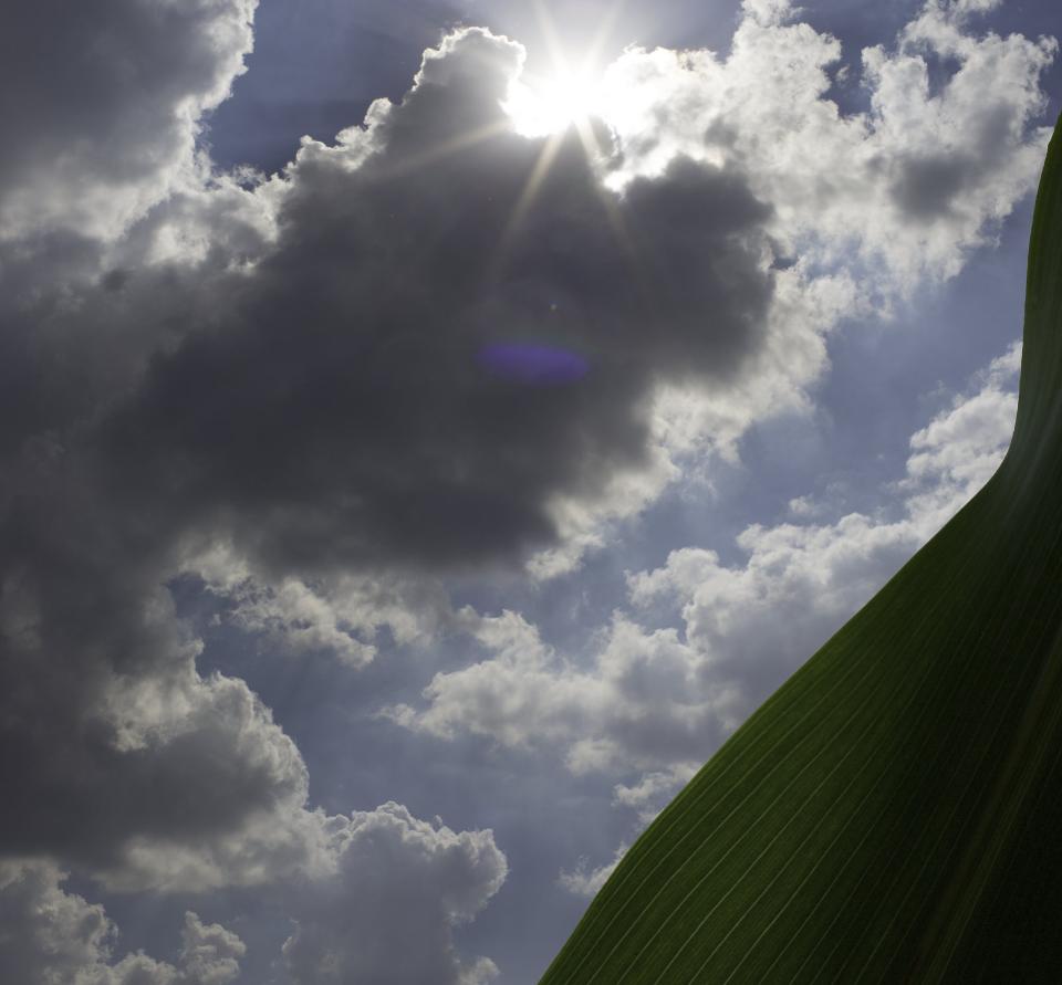 Leaf juxtaposed against sun and clouds
