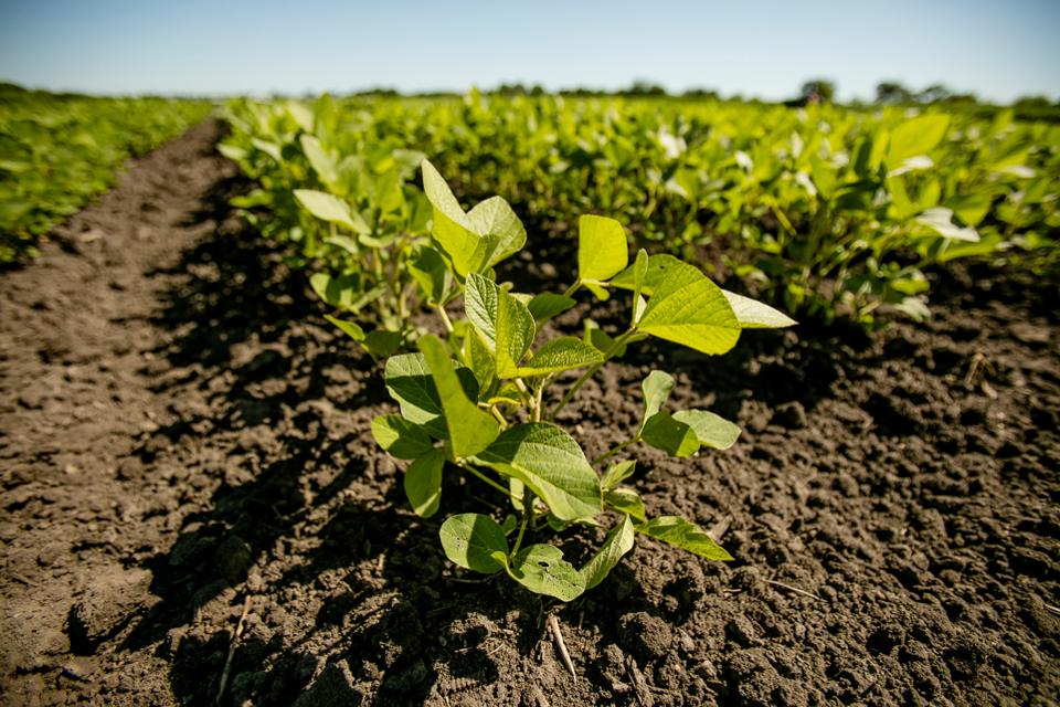 Soybean field