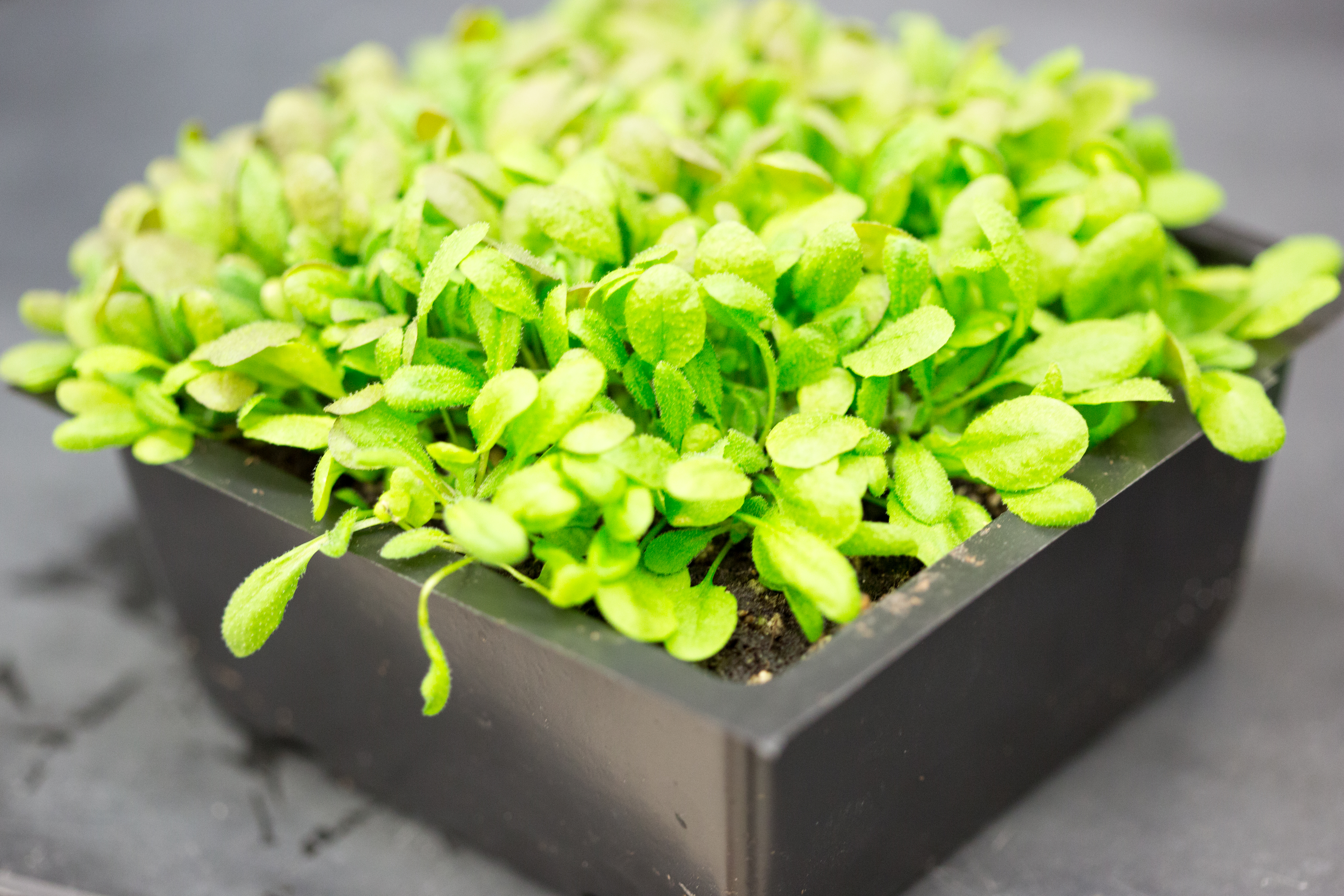 arabidopsis plant inside a black rectangular nursery pot