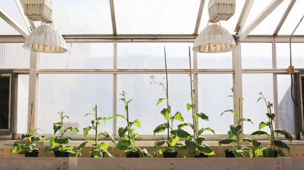Four modified plants beside four unmodified plants.