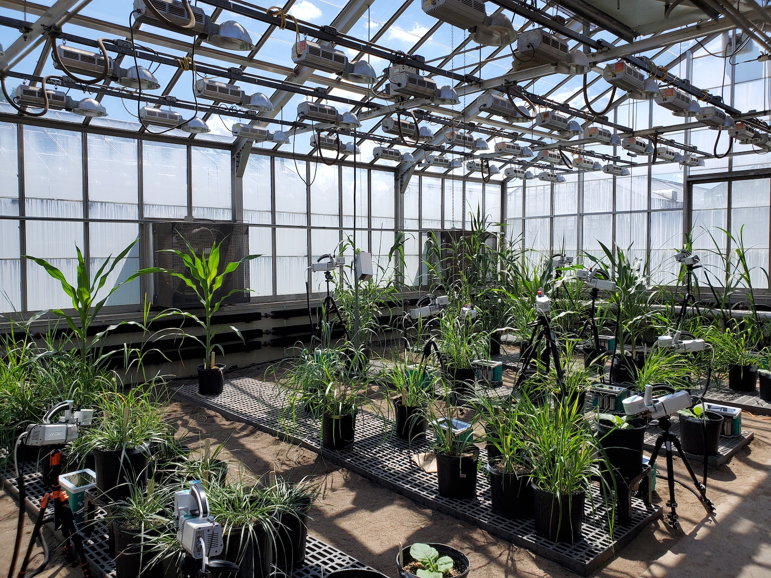 C3 and C4 gas exchange pic