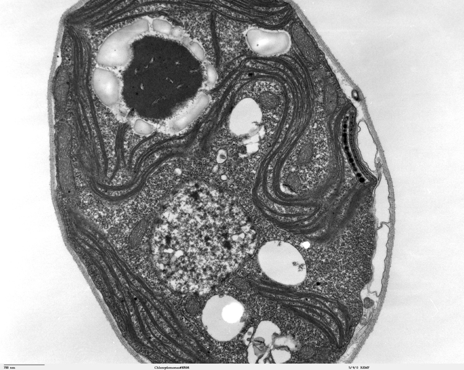Chlamydomonas reinhardtii TEM