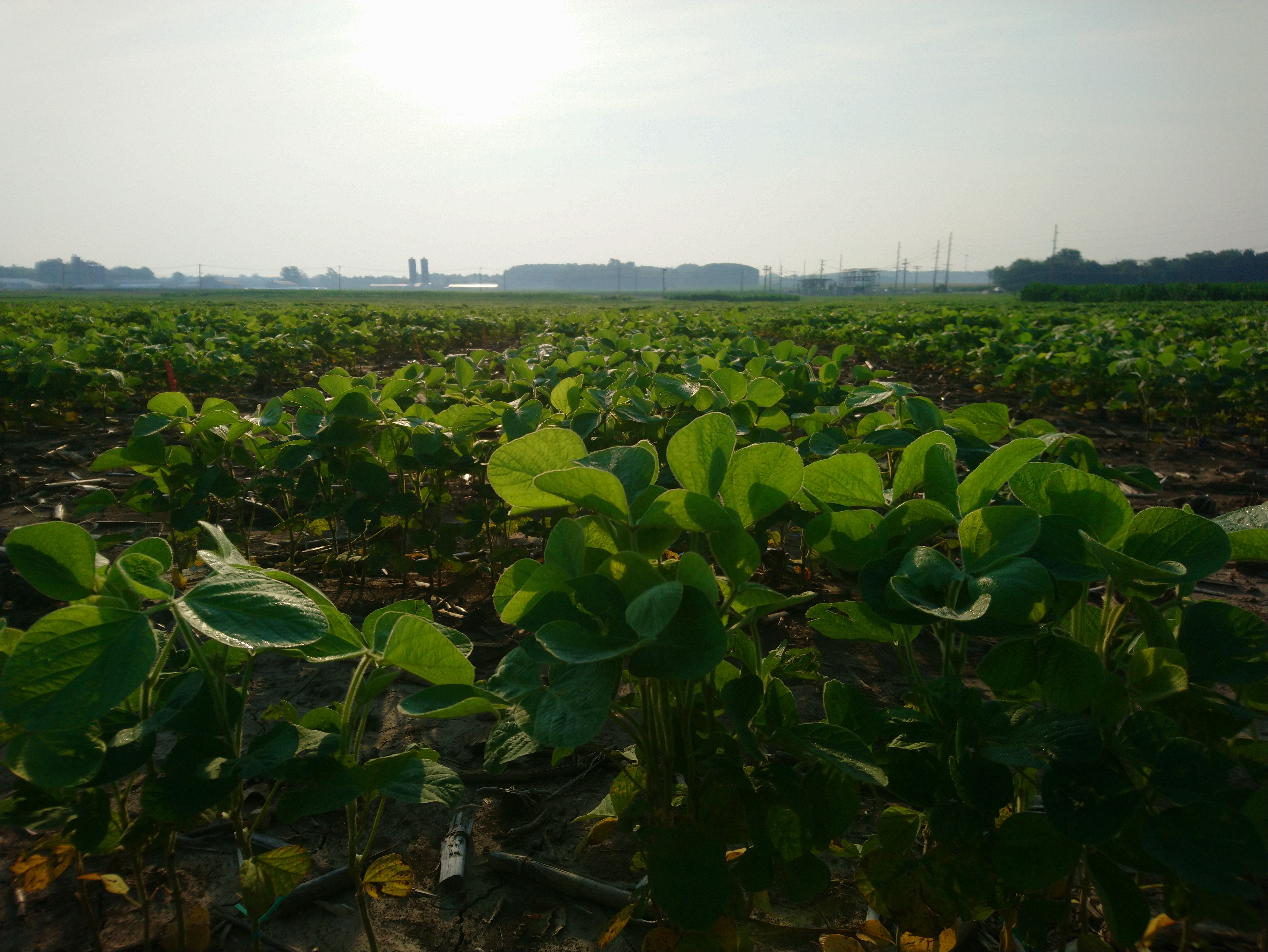A sunny field of green soybean plants with a light blue sky in the background.