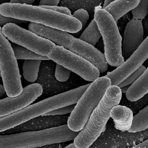 bacteria