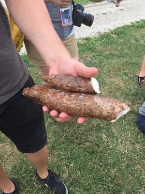 Cassava