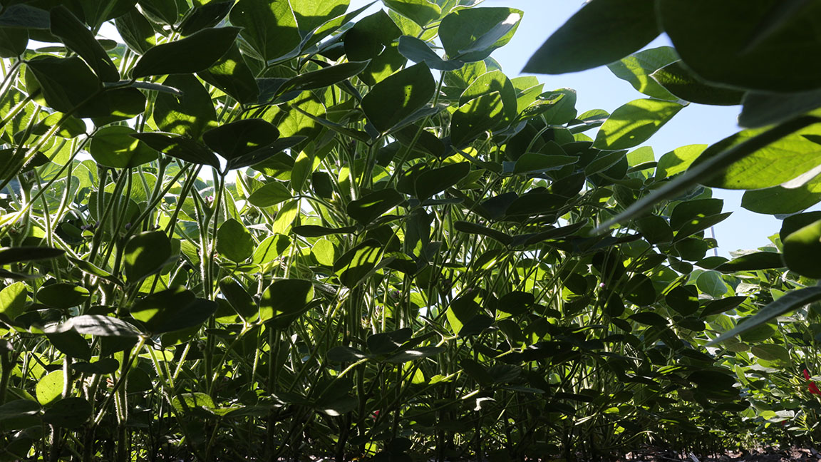 Light filtering through soybean canopy