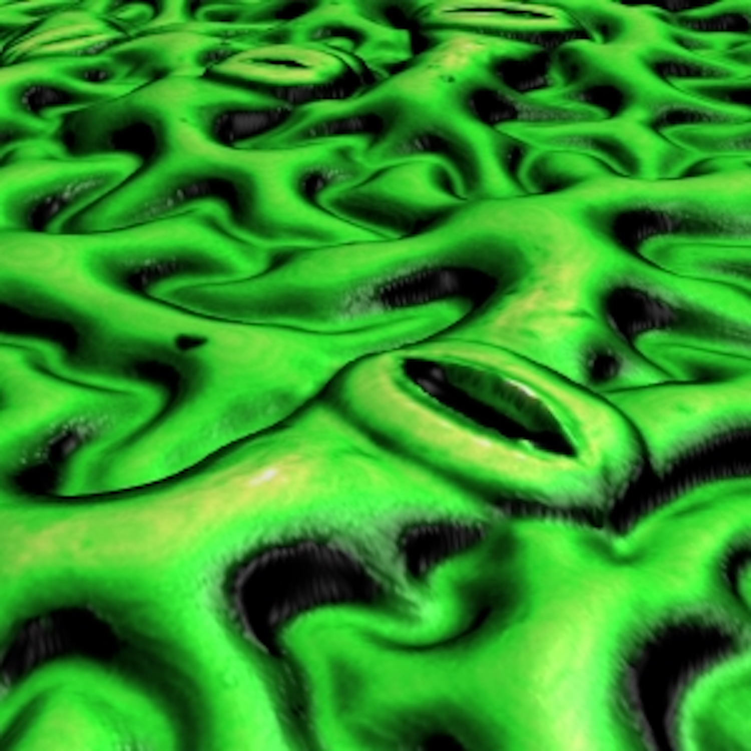 stomata