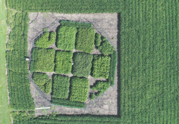 Many scientists believe the answer to crop security is mapping and manipulating plant DNA.