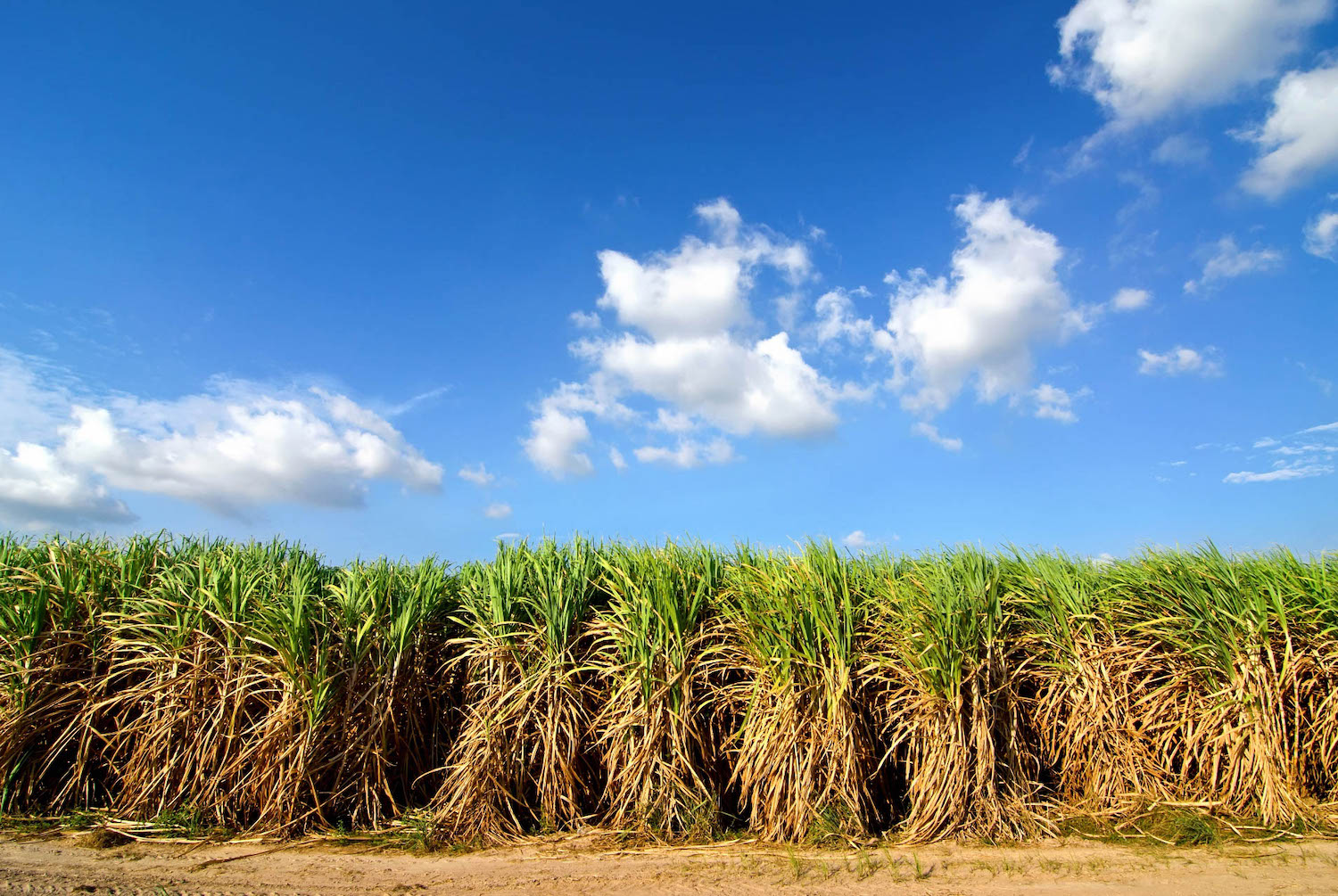sugarcane