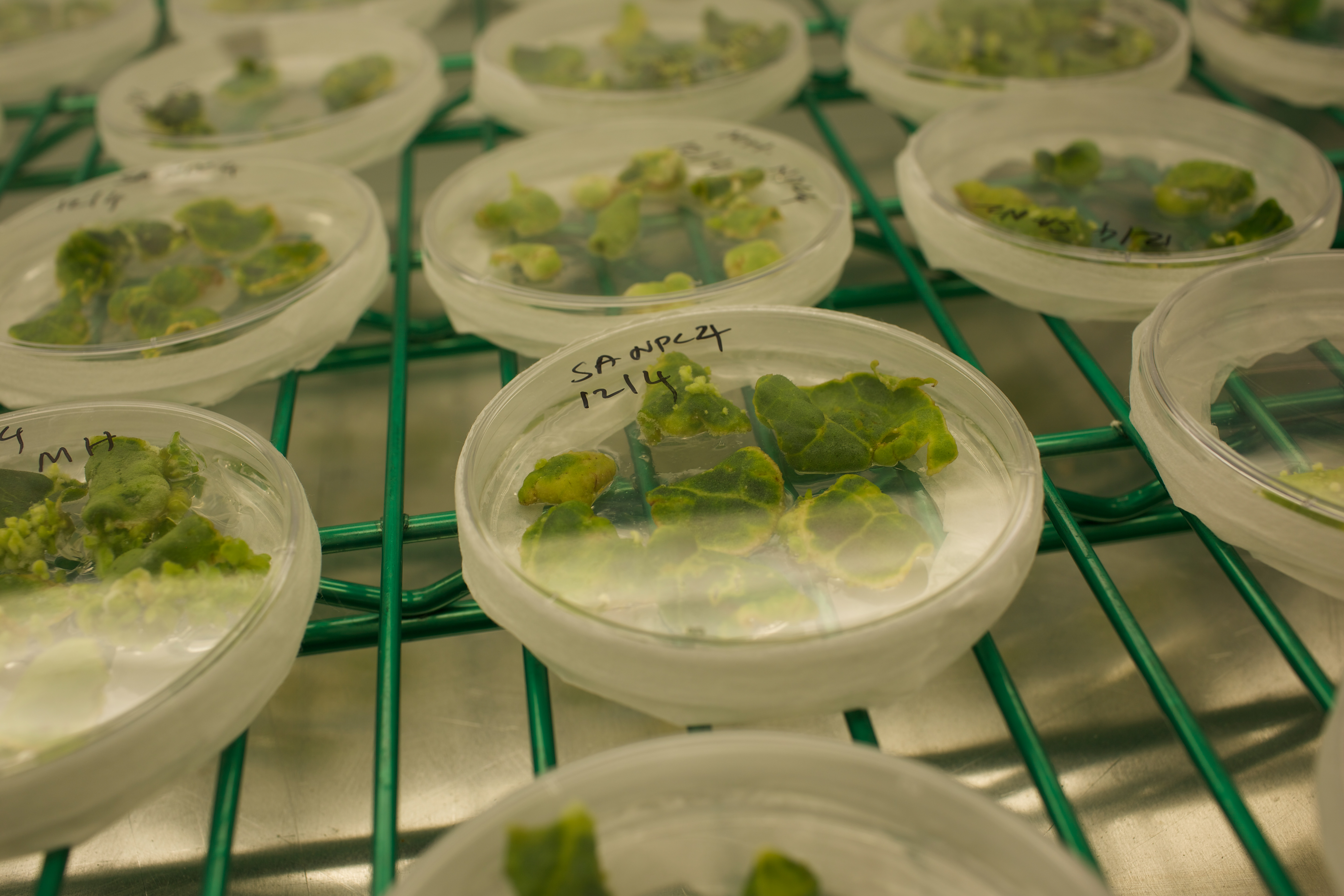 Petri dishes in a refrigerator with green leaf samples in them.