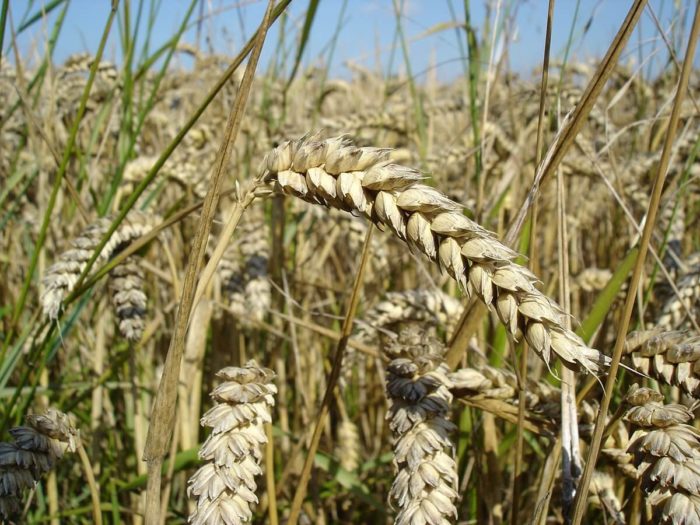 Wheat close up