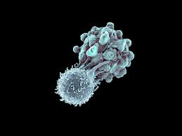 cas9