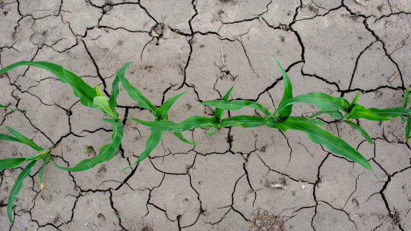 Corn plants