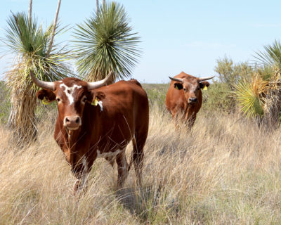 Criollo cattle