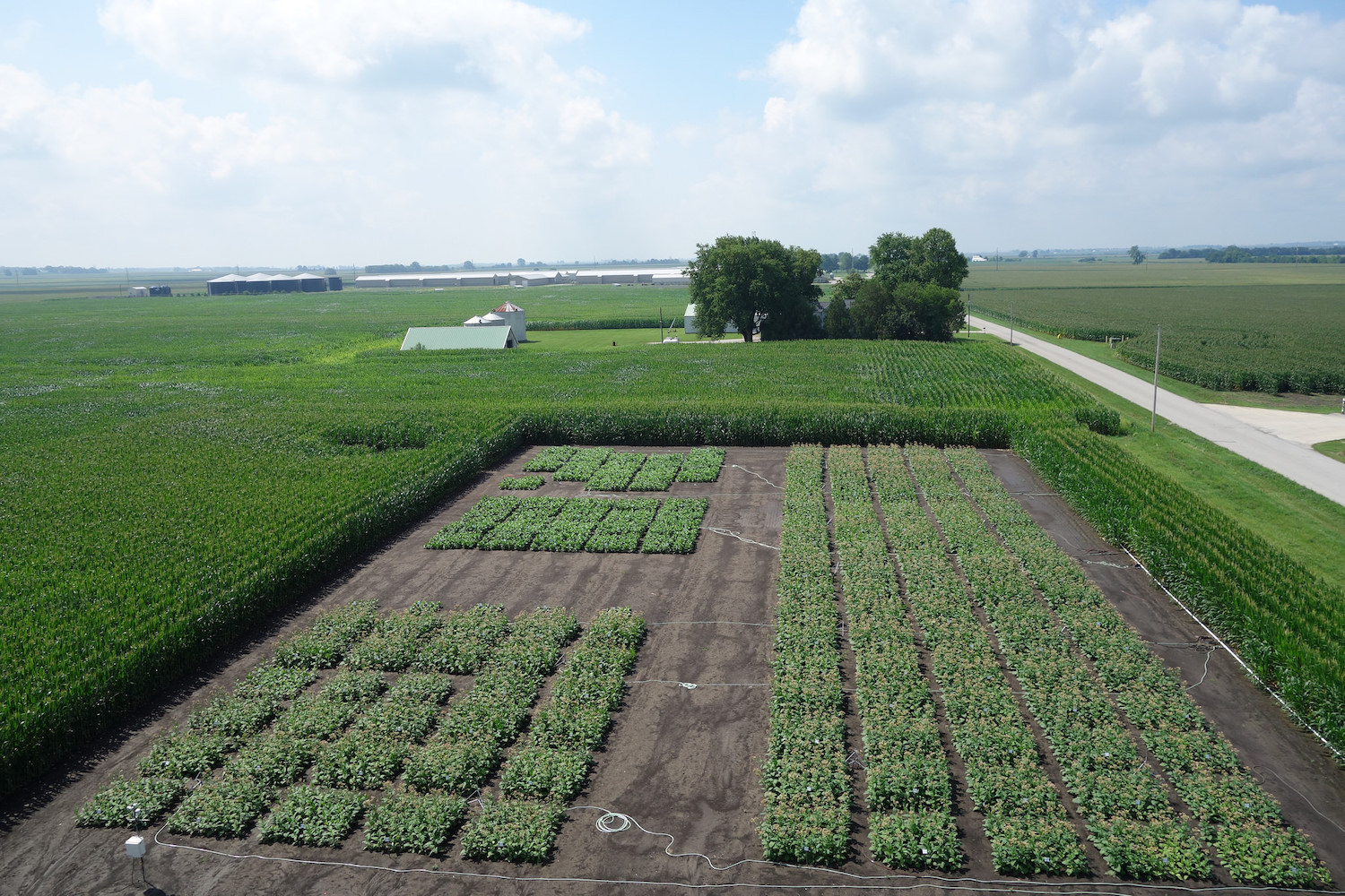 crop field