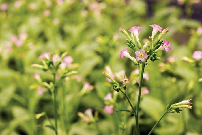 Tobacco flowering