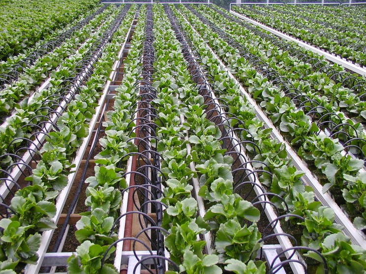 Drip irrigation