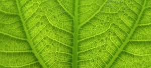 leaf
