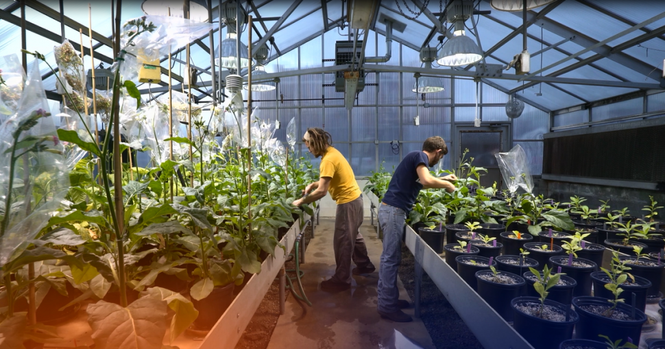 RIPE team work in the greenhouse.