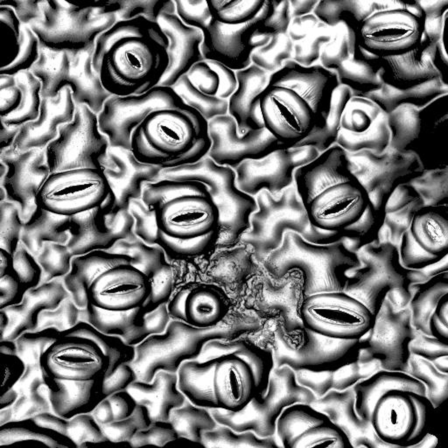 Leaf pores 