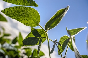Plants