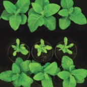 Plant Photosynthesis