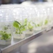 Tabacco Seedlings