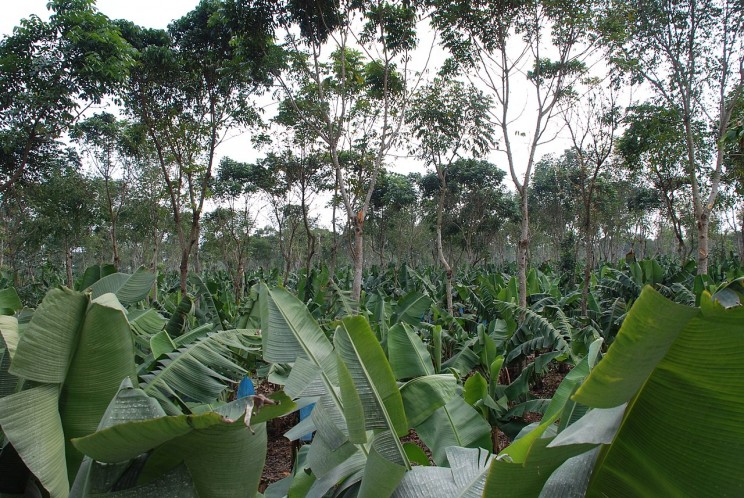 Tree plantation