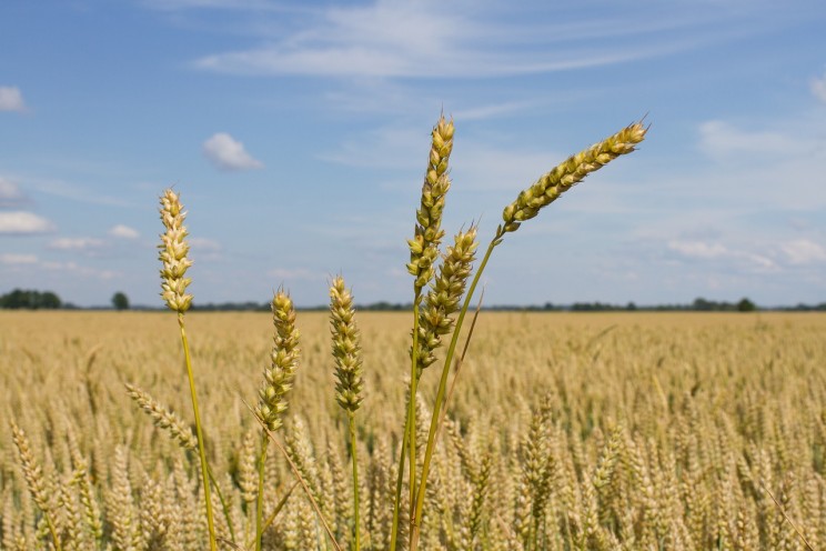 Wheat crop