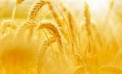 Wheat Grass