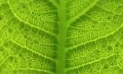 Picture of leaf.
